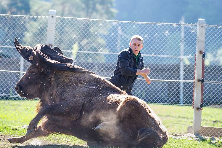  Challenging and rewarding, a bison transport is a wave of emotions for our bison rangers in the Southern Carpathians of Romania. 