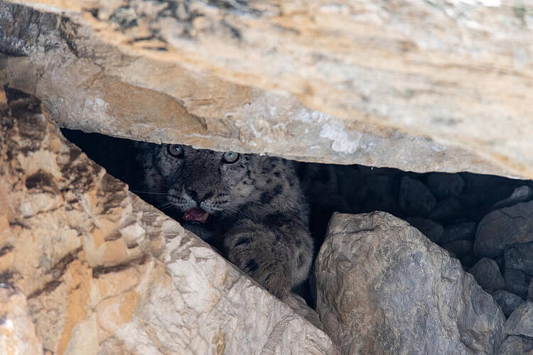 Snow leopard in Nepal 
