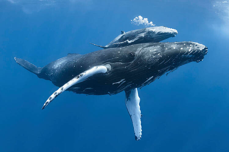  Humpback whales 