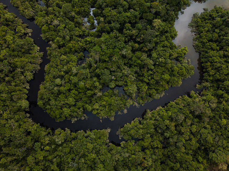  Aerial view of Amazon forest and the Red River, linked to Igara Paraná River, Amazon forest, La Chorrera, Amazonas Department, Colombia 