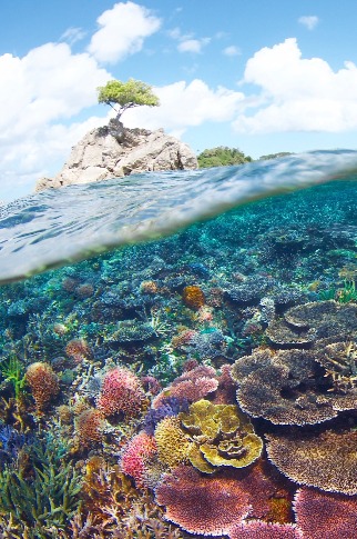  Underwater scenery of coral reefs within the Tun Mustapha Park 