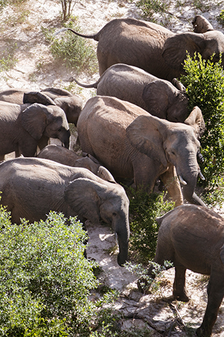  Aerial view of elephants just north of the Okavango Delta 