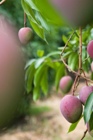  Farmers are switching to crops which grow year round like mangoes 