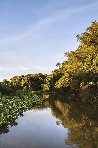  Landscape in the Pantanal Matogrossense National Park 
