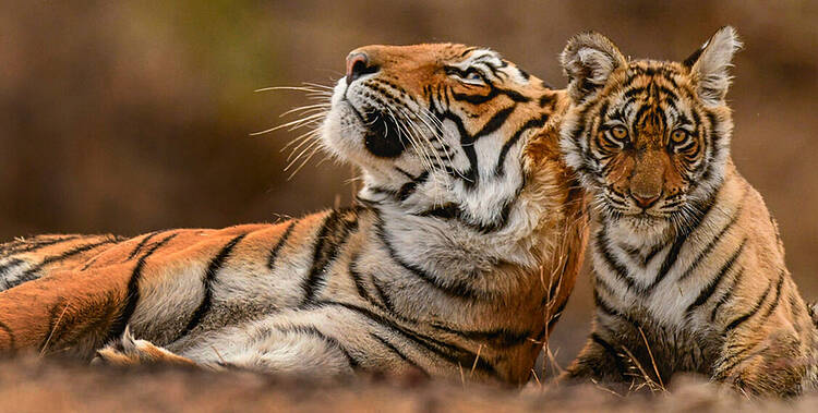  Tigress and cub 