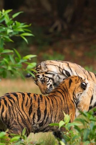  Tigers playing in Bandhavgarh national park. 
