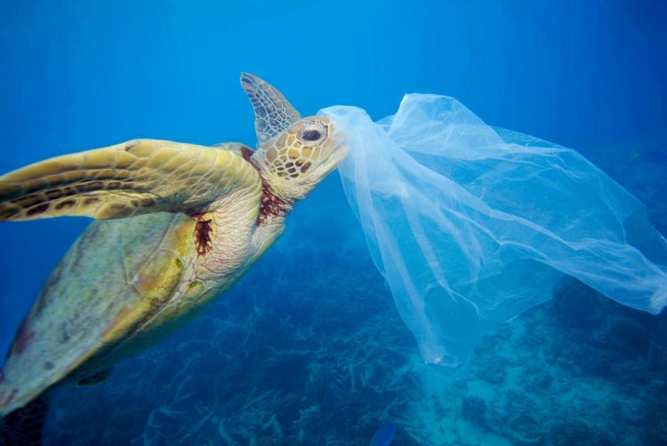  Green sea turtle (Chelonia mydas) with a plastic bag, Moore Reef, Great Barrier Reef, Australia. The bag was removed by the photographer before the turtle had a chance to eat it. 