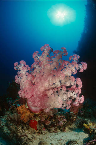  Pink soft coral Great Barrier Reef & Coral Sea, Australia 