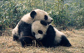 Da Di and Jia Lin play together in the Wolong Research & Breeding Centre, China 
© Susan A. MAINKA / WWF