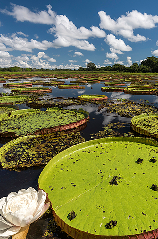  Amazon water lili 